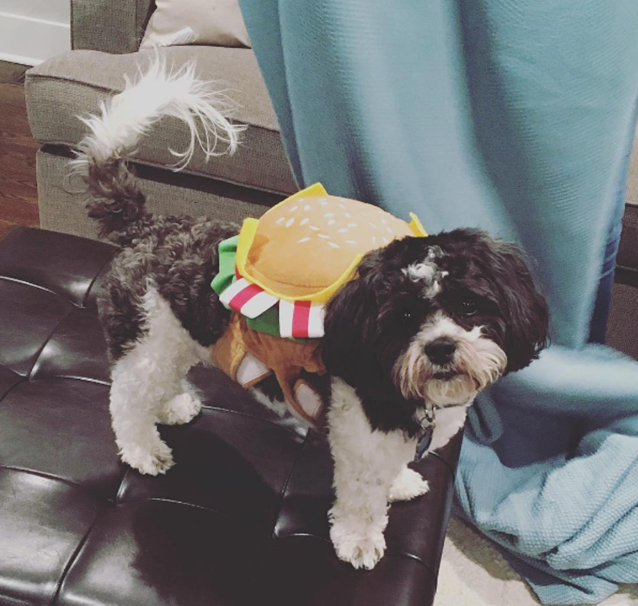 This little Hamburgler will steal your heart! Cleveland @Clevelandthepup