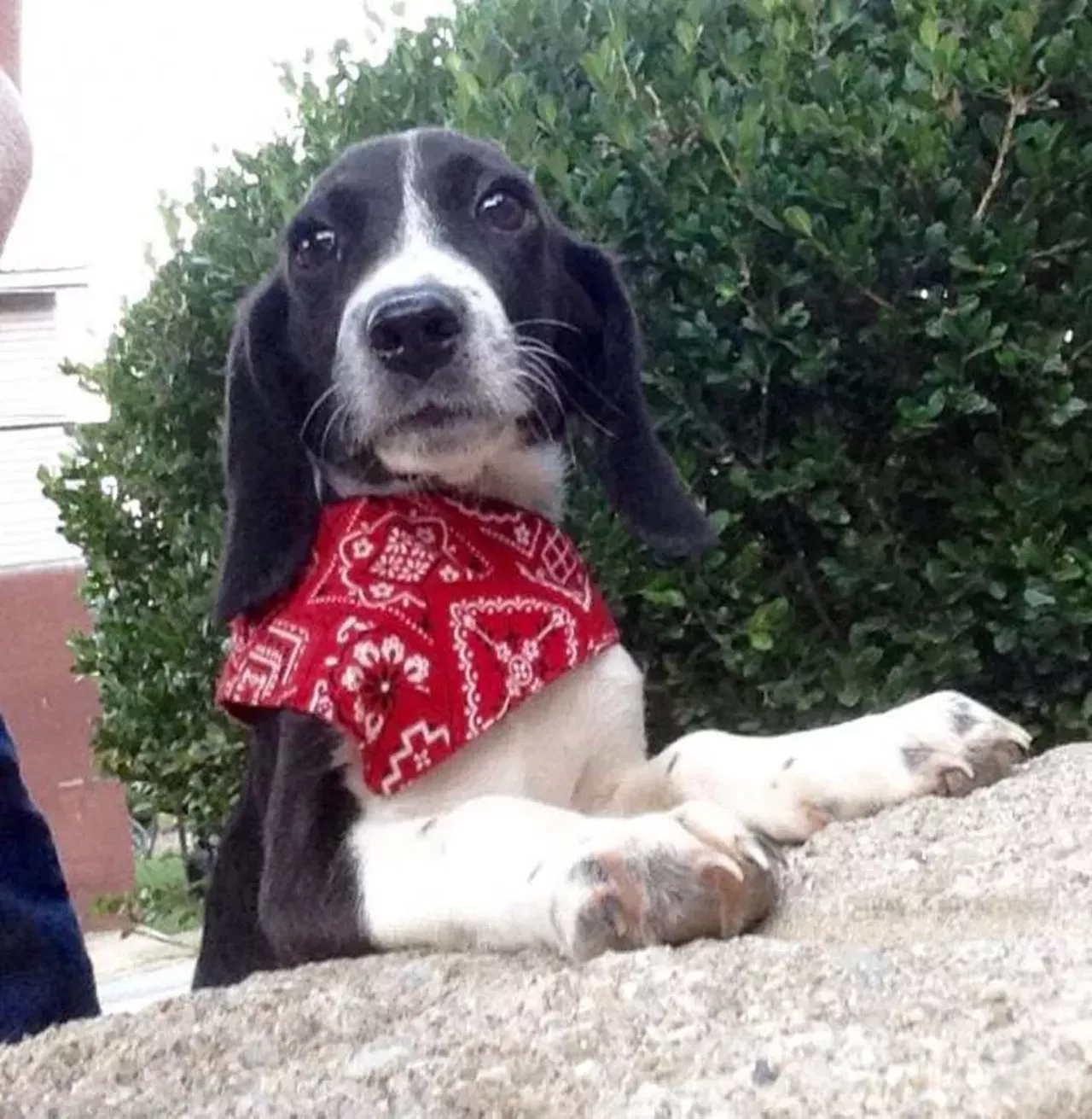 Coonie Pretty much Willie Nelson in dog form.
