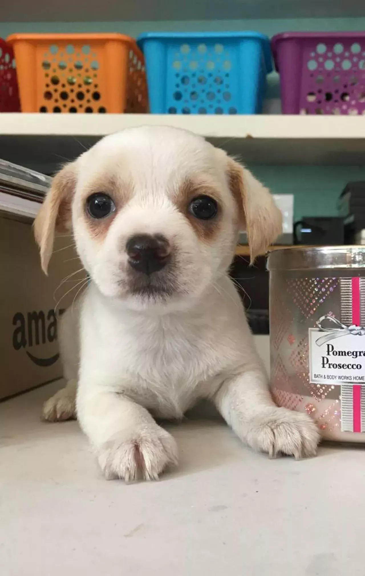 Maryanna Can a puppy get any cuter??