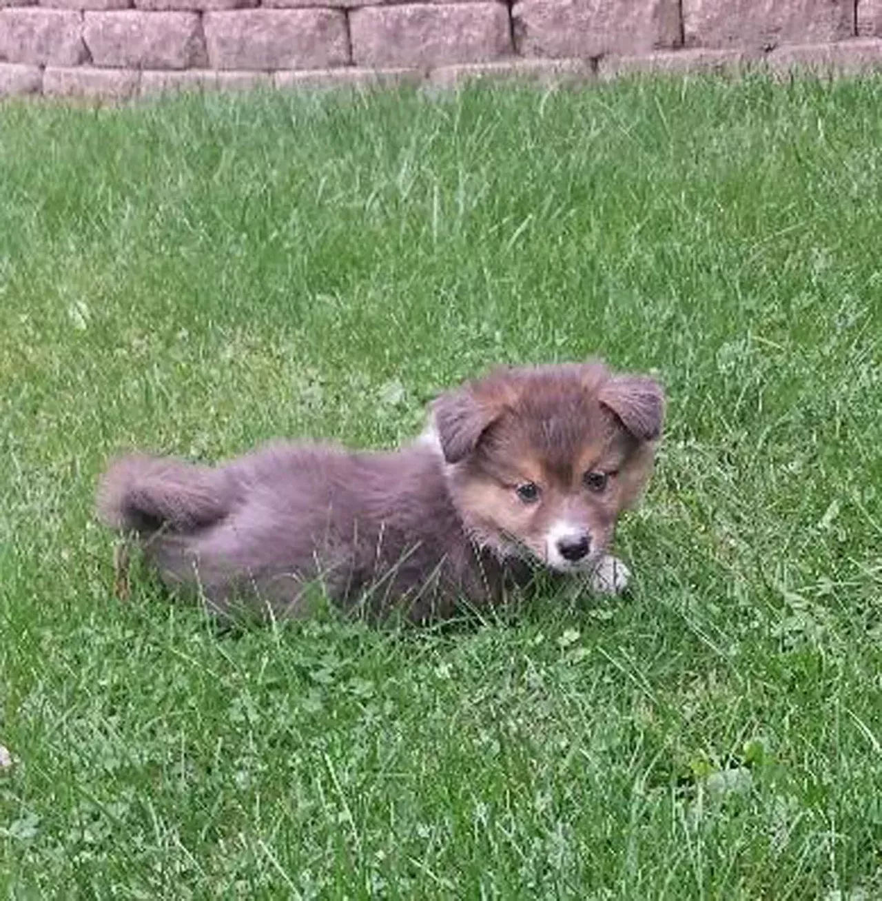 Abby Dear Abby, won&#146;t you be my puppy?