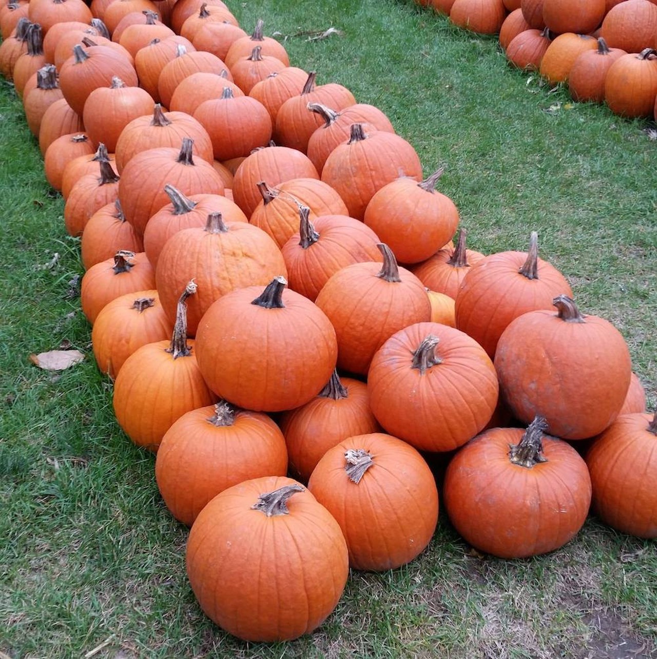 LaVoy Pumpkin Farm
3115 W. Rauch Rd., Temperance; 419-261-9143;  lavoypumpkinfarm.weebly.com
Pumpkins are the name of the game for this third-generation family farm that, like, literally specializes in plump pumps. For more than 50 years, LaVoy Pumpkin Farm has been the must-shop stop for pumpkins, gourds, squash, and other festive fall-time decor. 
Photo via Lavoy Pumpkin Farm