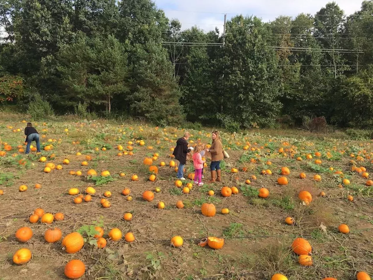 Bonadeo Farms 1215 White Lake Rd., Highland Twp.; 248-787-4553; bonadeofarms.com RIP corn maze. Farewell, haunted house. Bonadeo farms won&#146;t let that stop them from offering cider, doughnuts, and a U-pick pumpkin patch. Photo via Bonadeo Farm/Facebook