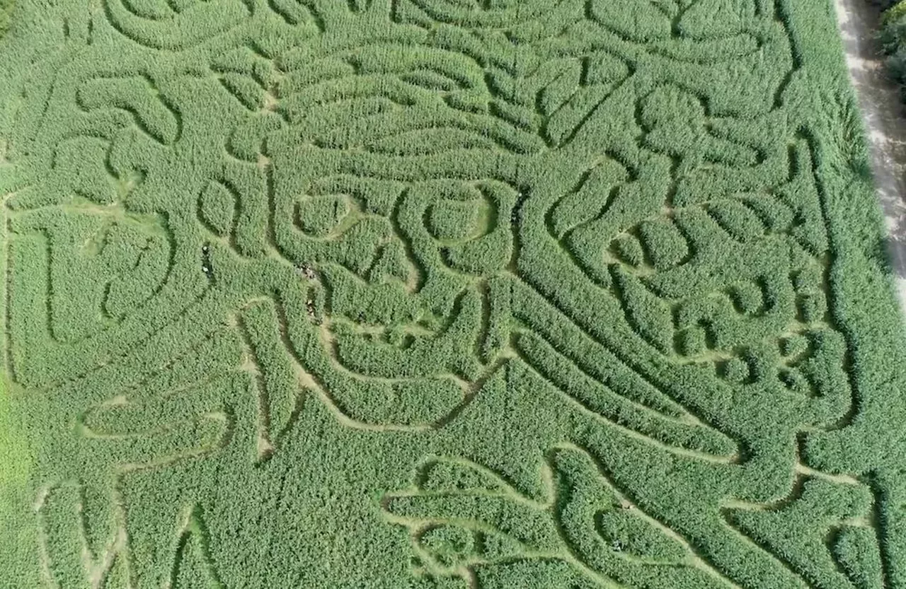 CornFun Corn Maze Adventure Park and Pumpkin Patch 9391 Lindsey Rd., Casco; 586-365-9401; cornfun.com For 15 years, CornFun Corn Maze Adventure Park and Pumpkin Patch has celebrated fall in the most fall-friendly way possible: with 13 acres of corn mazes, U-pick pumpkin patches, and trails. The corn mazes, which are deemed challenging, are available for daytime and nighttime mazin&#146;. One of their other attractions, the sunflower patch, is also available with the price of admission when in bloom. Photo via Vimeo