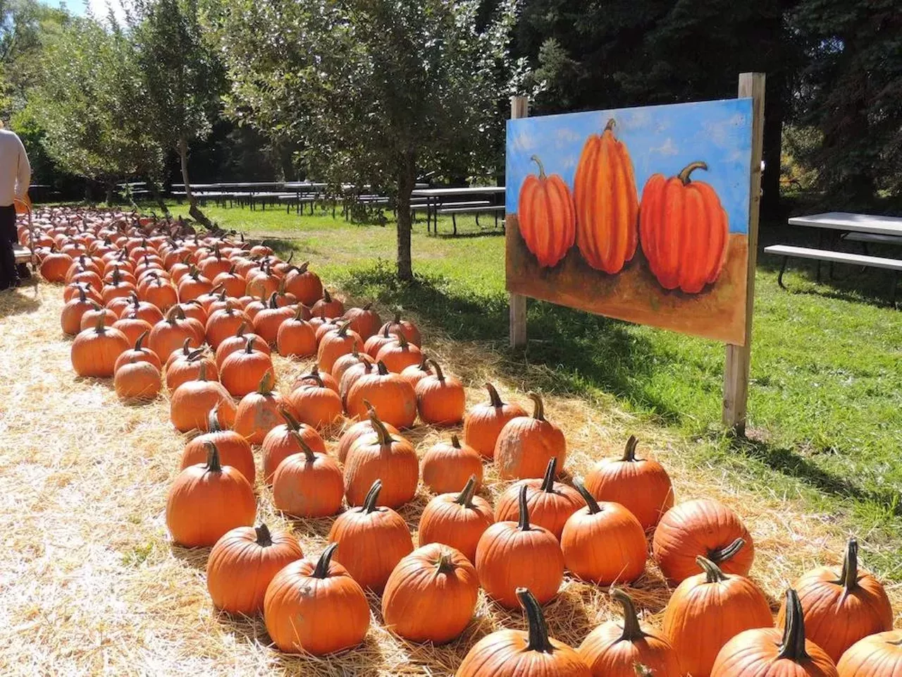 Obstbaum Orchards & Cider Mill 9252 Currie Rd., Salem; 248-468-9180; obstbaum.com The pumpkins are popping at family-operated Obstbaum Orchards and Cider Mill in Salem, which has been serving the community for 40 years. They&#146;ve got hayrides, treats, and apples, too. Photo via Obstbaum Orchards & Cider Mill/Facebook