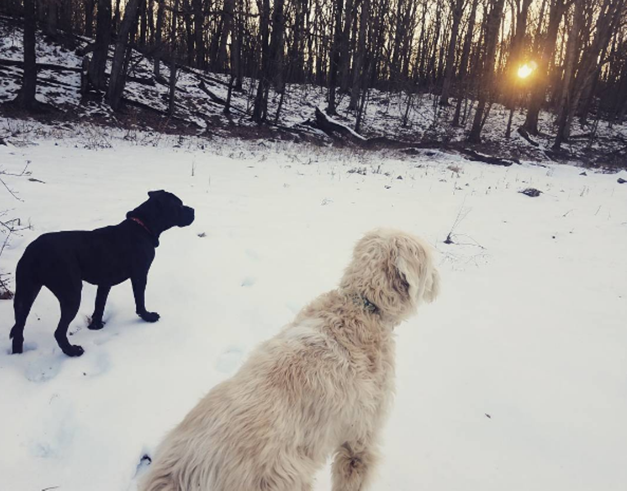 Waterloo-Pinckney Recreation Hiking Trail Waterloo Township Bundle up and bring snacks, this is a long one 18.6 mile trail, the Waterloo-Pinckney takes hikers along a back trail through woods for a great winter scenic walk. This hike is canine friendly but it is not for beginners. You have been warned. Photo via IG user @ypsilianne