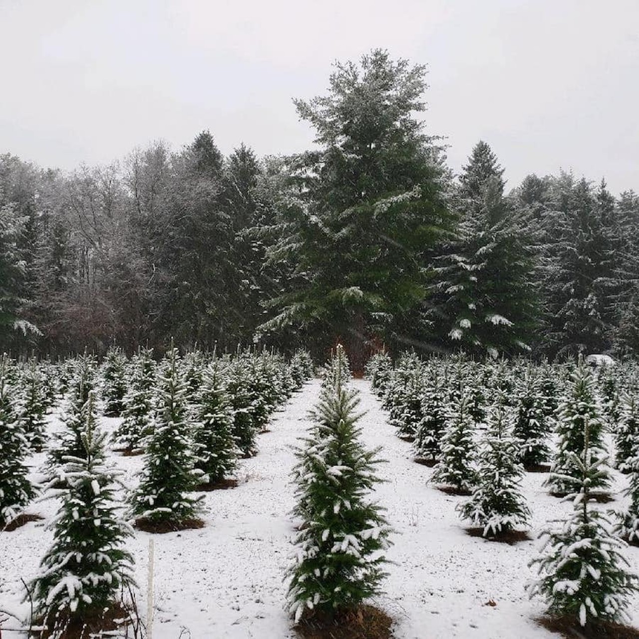 Westman&#146;s Tree Farm
8000 Chamberlain Rd., Dexter; 734-646-7064; westmanschristmastreefarm.com
Looking to spruce up the place? Perhaps with a blue or Norway spruce? This U-cut Christmas tree farm has thousands of trees to choose from ranging from 5-8 feet with some select 9-10 footers for those feeling every bit like Clark Griswold this season. Heads up, this place is cash or check only, so come with so come prepared. 
Photo via Westman&#146;s Tree Farm/Facebook