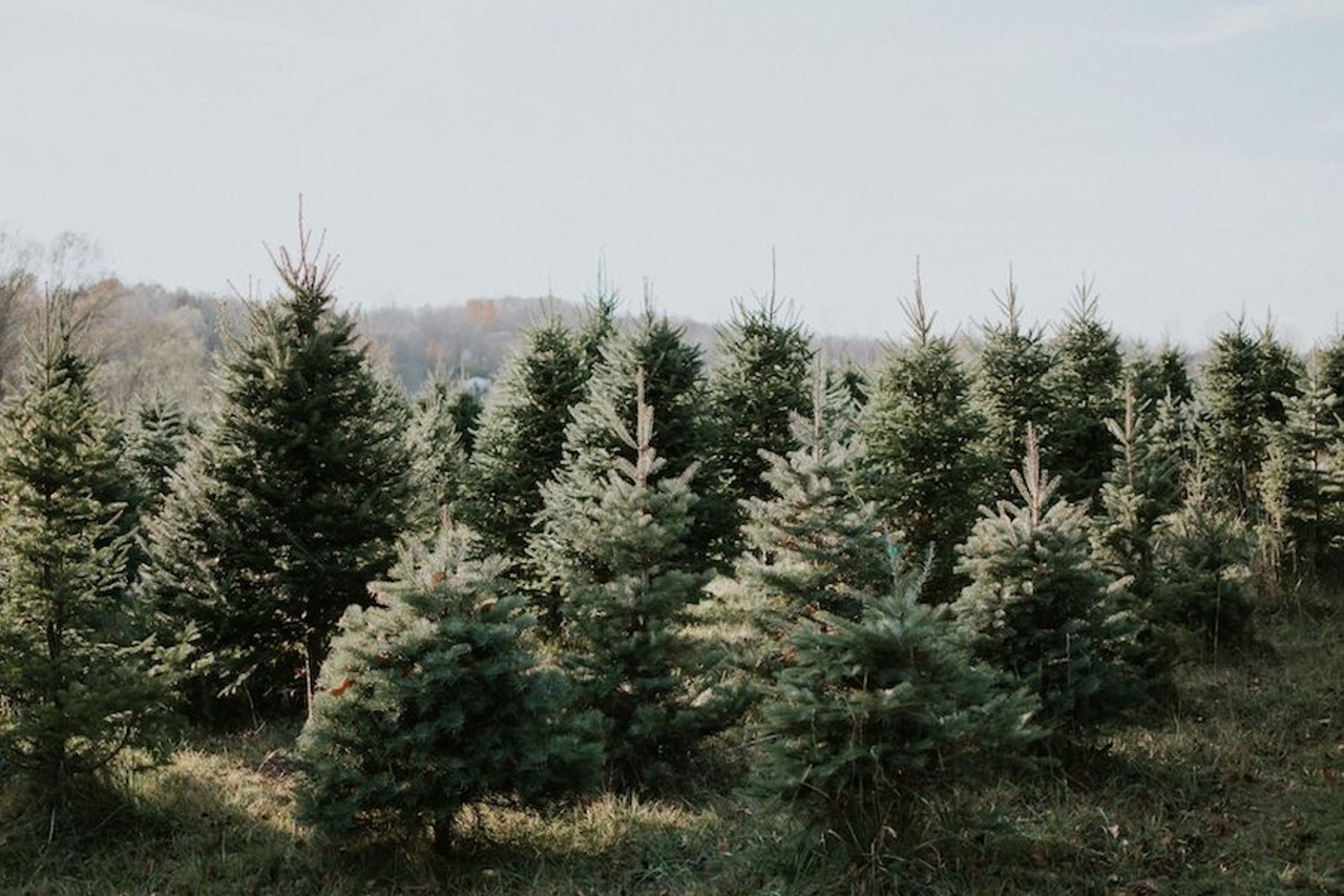 Hillside Christmas Tree Farm
14745 Sharon Hollow Rd., Manchester; 517-456-7233; hillsidechristmastreefarm.com
If you&#146;re not in the market for a fir tree, Hillside Christmas Tree Farm has all the trees to fit your spruce and pine needs, as their fir trees need some more time to become the big, beautiful Christmas trees they are meant to be. At Hillside, they charge for trees by the foot, so unless you&#146;re trying to fit a 40-foot tree in your condo, you should be in the green &#151; which is what you should bring if you&#146;re trying to leave with a tree as they are cash or check only. 
Photo via Hillside Christmas Tree Farm/Facebook