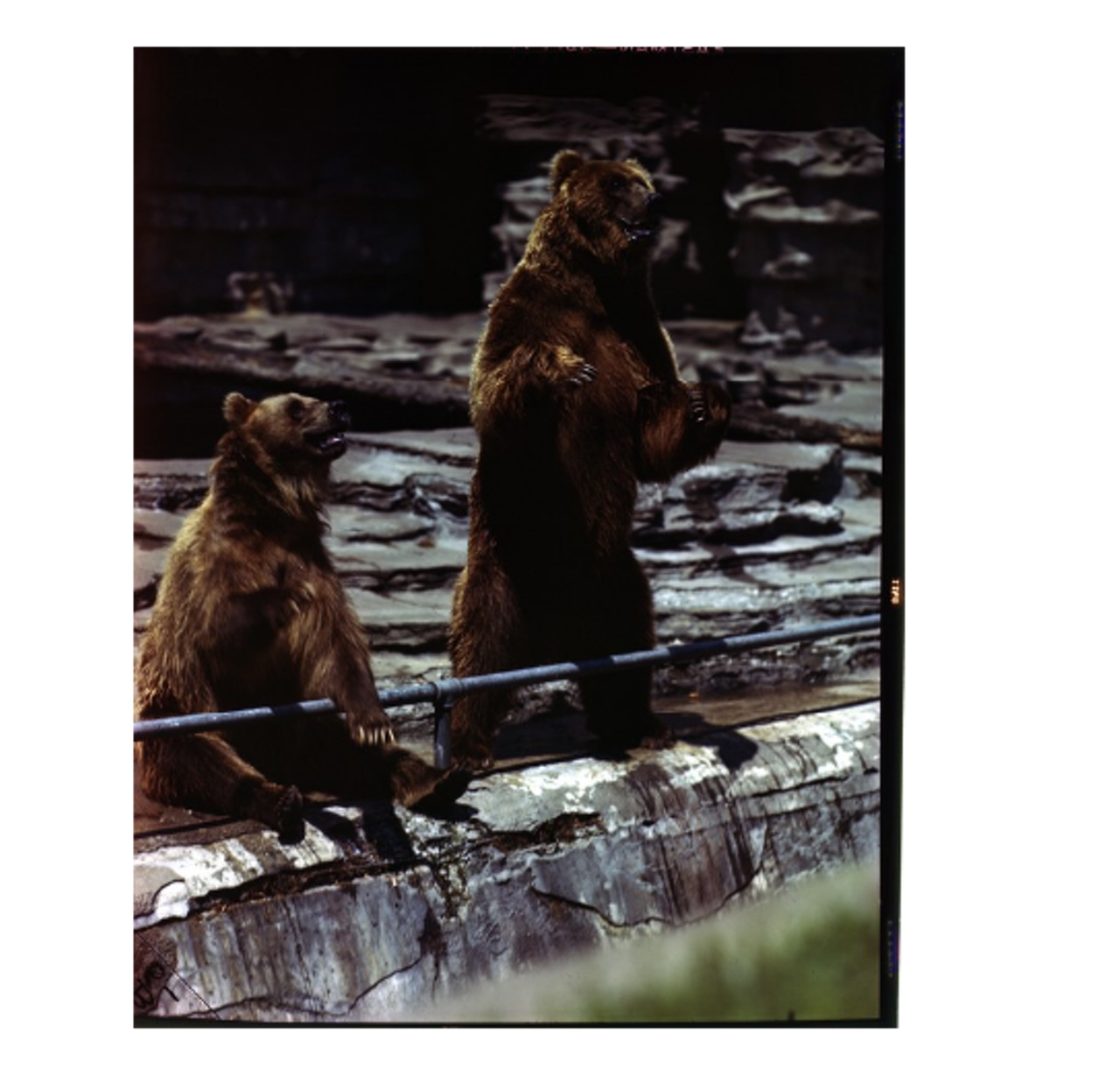 Brown bears, obvs. (circa 1944)