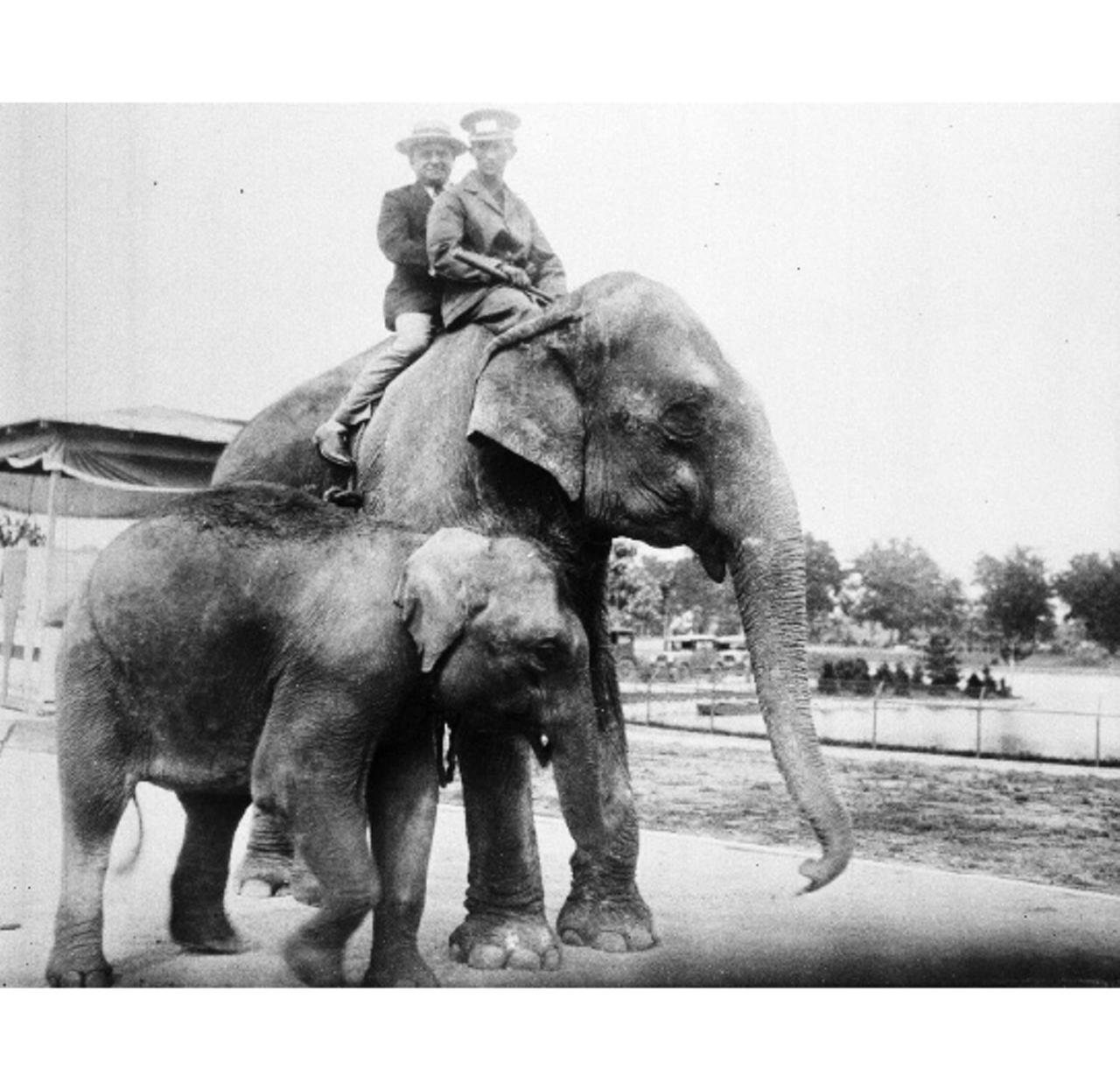 Elephant Paulina gives trainers a ride. (Date unknown)