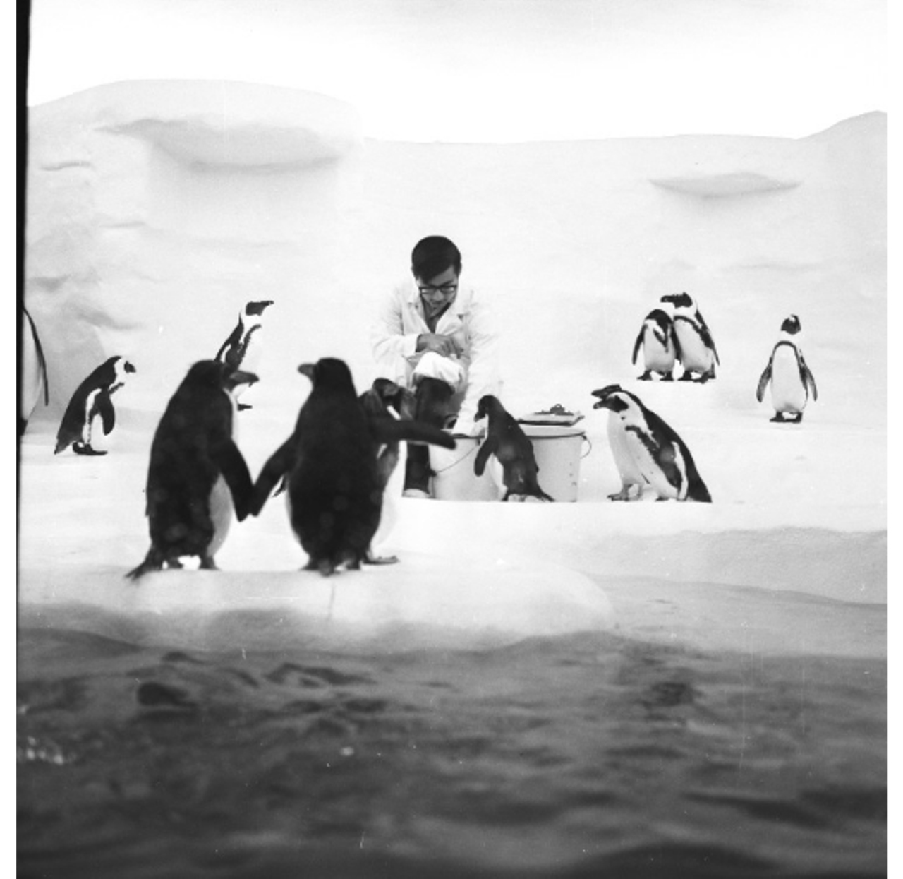 Lunch time in the Penguin place. (Date unknown)