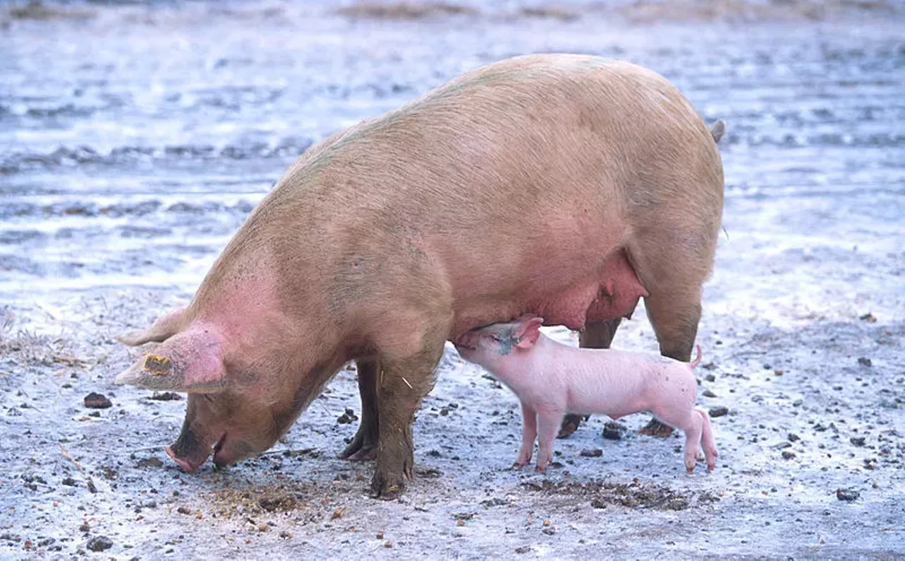 In Clawson, it’s legal for a farmer to sleep with his pigs, cows, horses, goats, and chickens. ‘Nuff said.