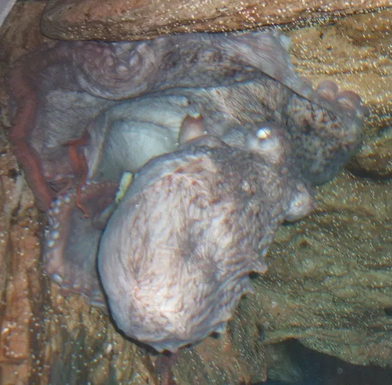 Security guards at Joe Louis Arena will confiscate any item they feel might be thrown onto the ice. That’s why all of the fish-mongers keep losing their octopi.