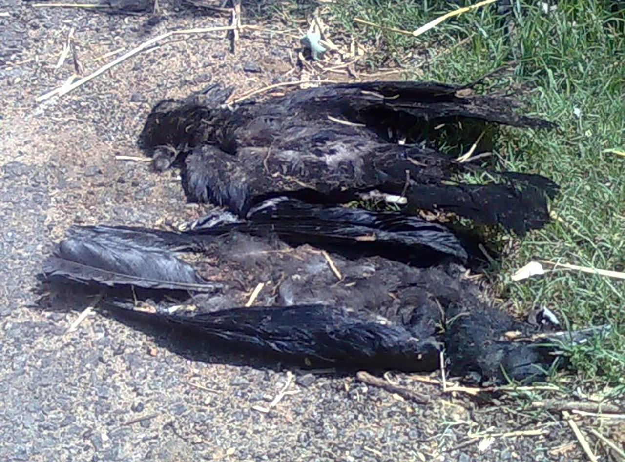 There is a 3 cent bounty for each starling and 10 cent bounty for each crow killed in any village, township, or city in the state.
This one was repealed in 2006, but up until that point, crow hunters were broke. That’s why they were crow hunters.
