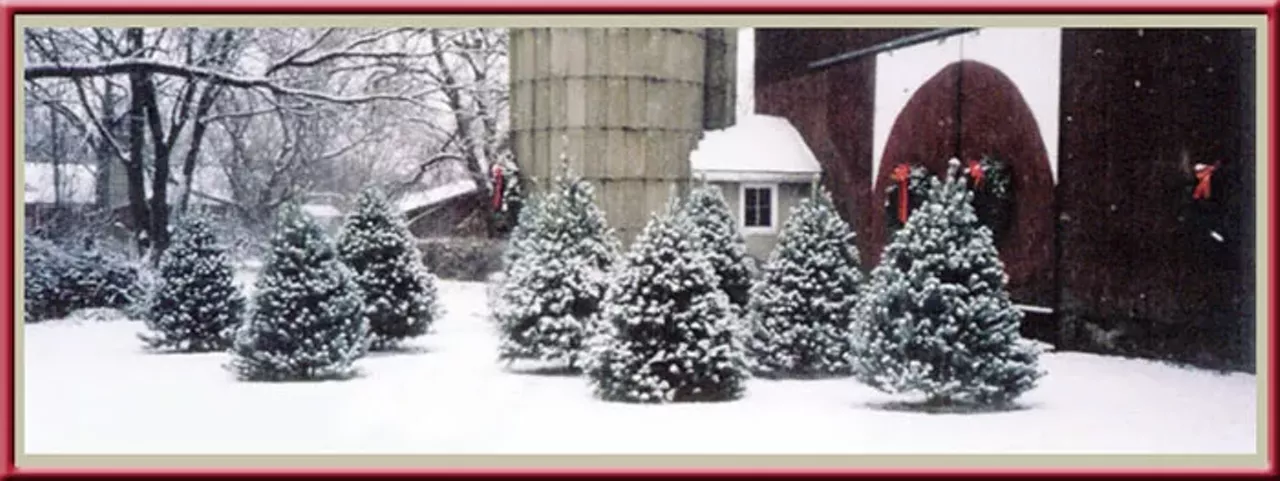 Name: Vormittag Tree Farm Street Address: 9921 Linden Dr. NW City: Grand Rapids Phone: 616-677-3605 Mon-Fri 10:00 am to 5:30 pm; Sat-Sun 8:00 am to 5:30 pm