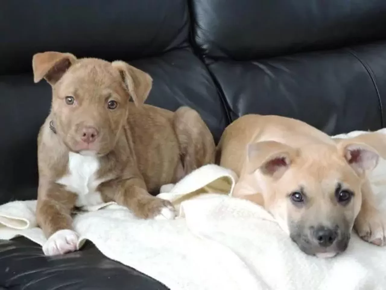 Bacon and Pork Chop, they&#146;re so much cuddlier than the food!