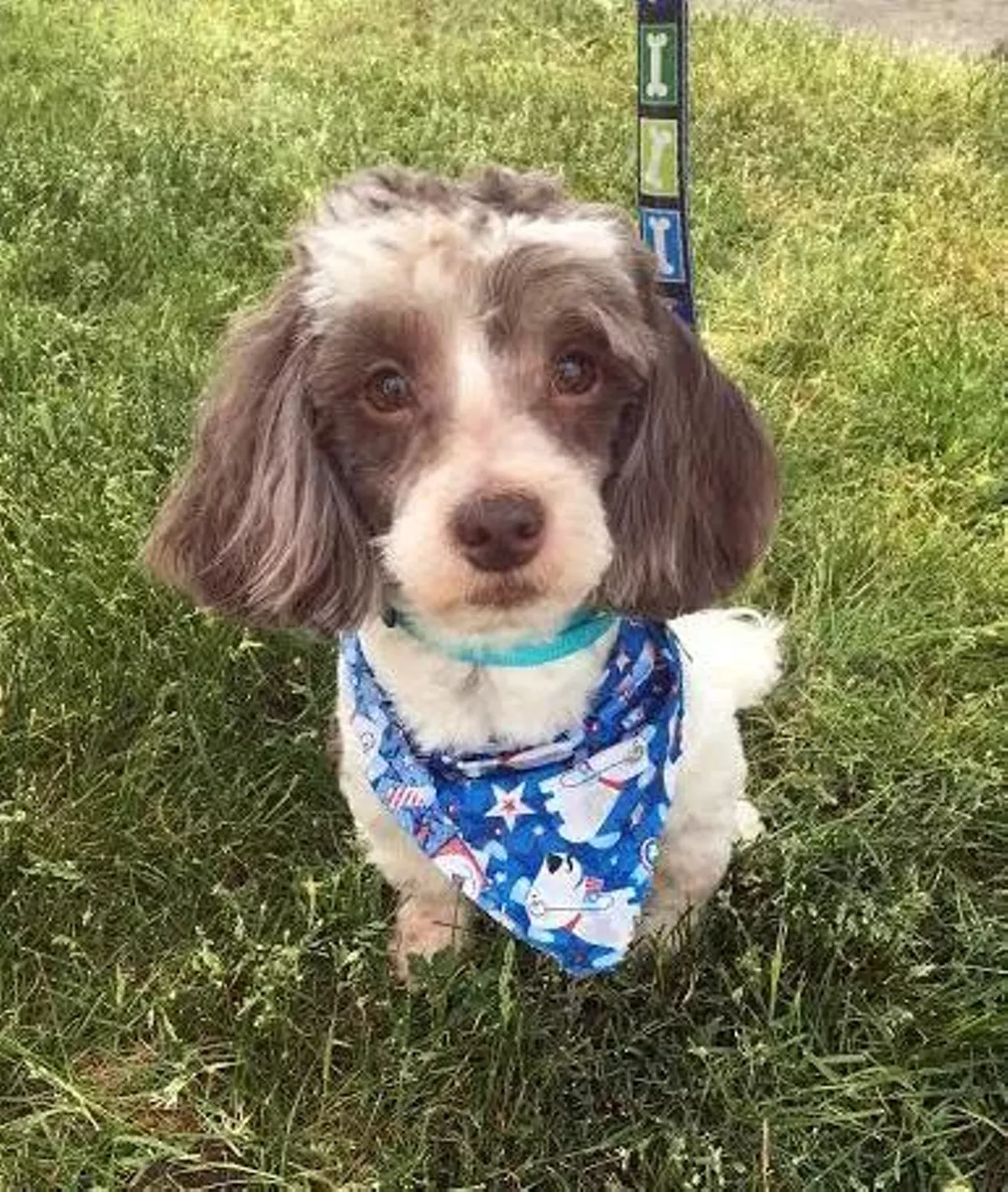  Matthew Poodle and Shitz Tzu Mix | Male| Adult Matthew is a gentlemen and needs a home with older children.
