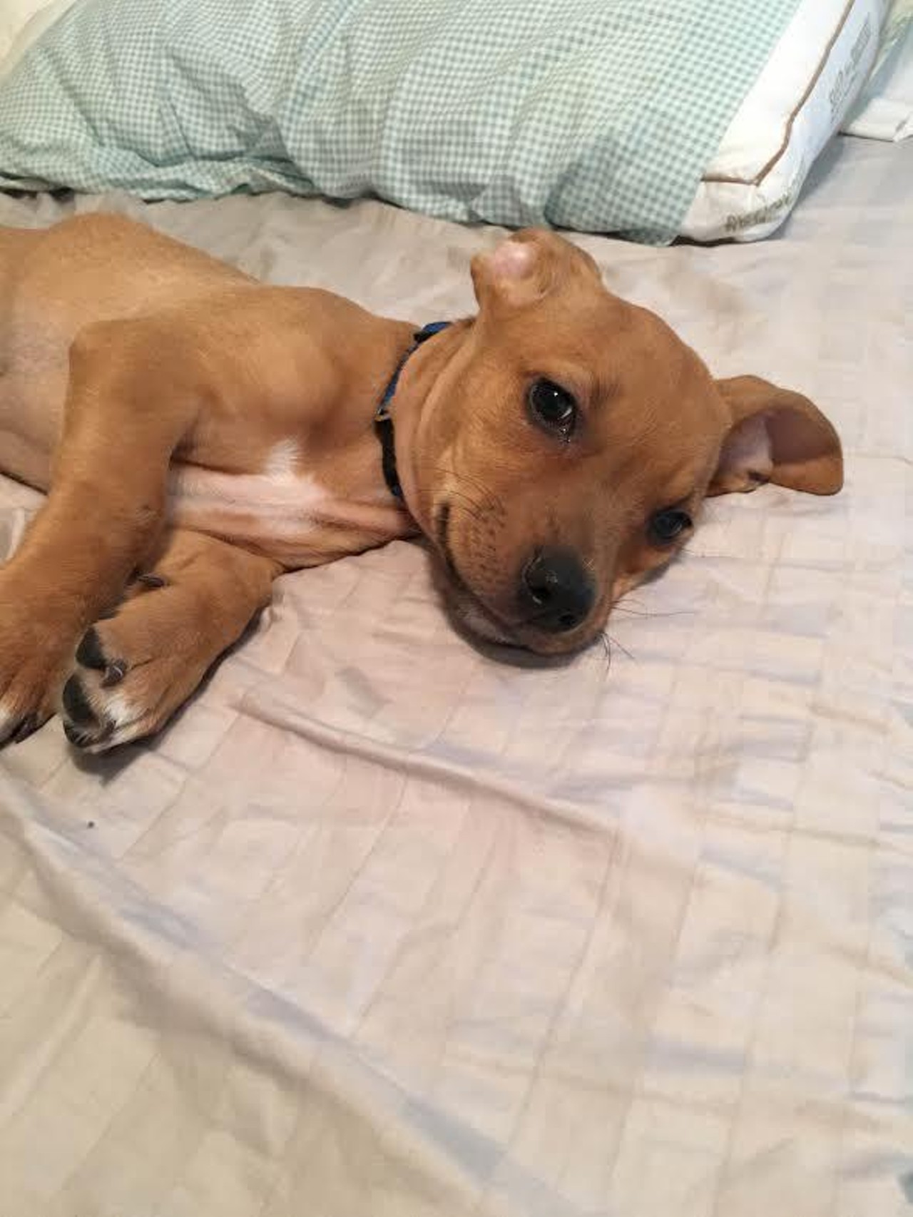  Prince
Shepherd and Labrador Retriever Mix Puppy| Male 
He literally looks like Scooby Doo but a puppy. So Scrappy Doo.