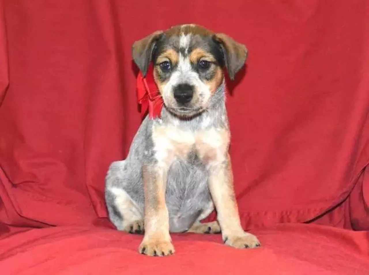  Dottie Australian Cattle and Lab Retriever Mix | Female | Puppy Dottie is such a lil doll.