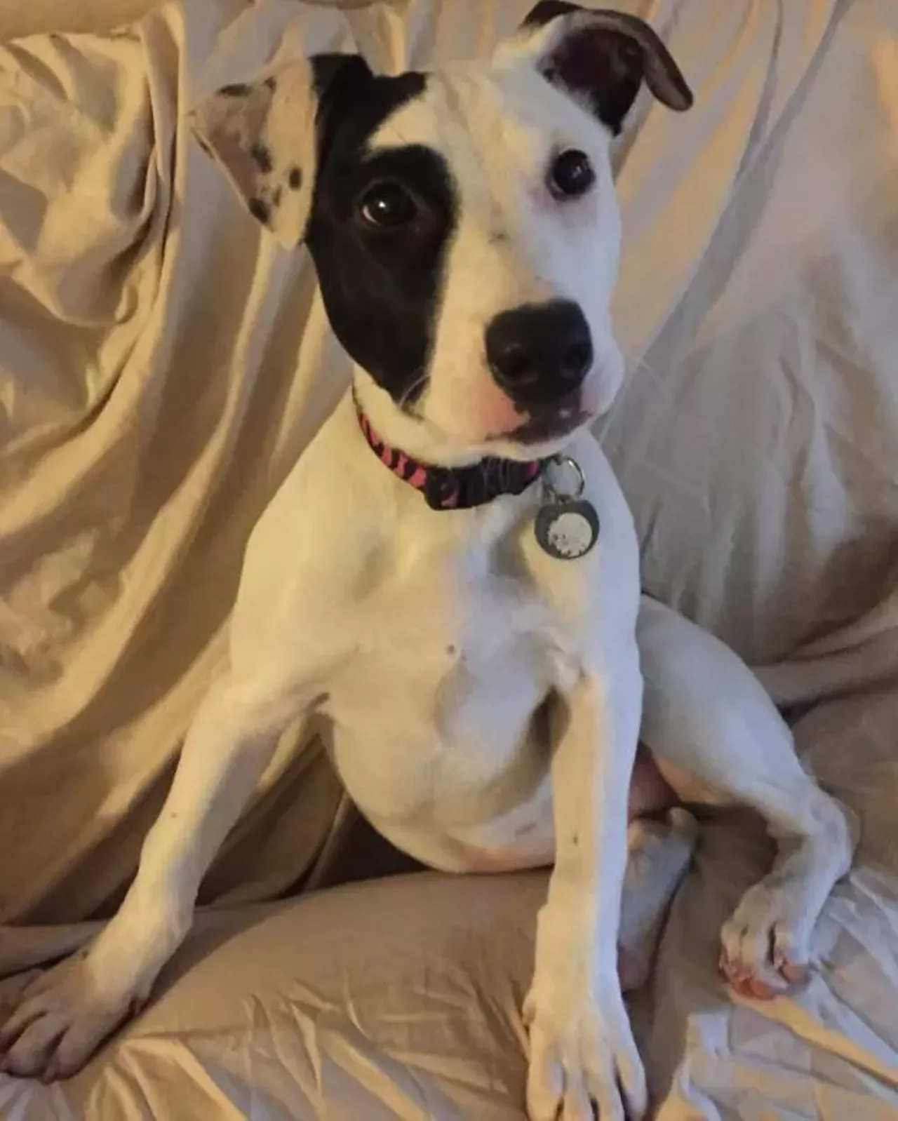  Ellie American Staffordshire and Bulldog Mix | Female | Puppy Look at Ellie with that side eye. Work it, Queen.