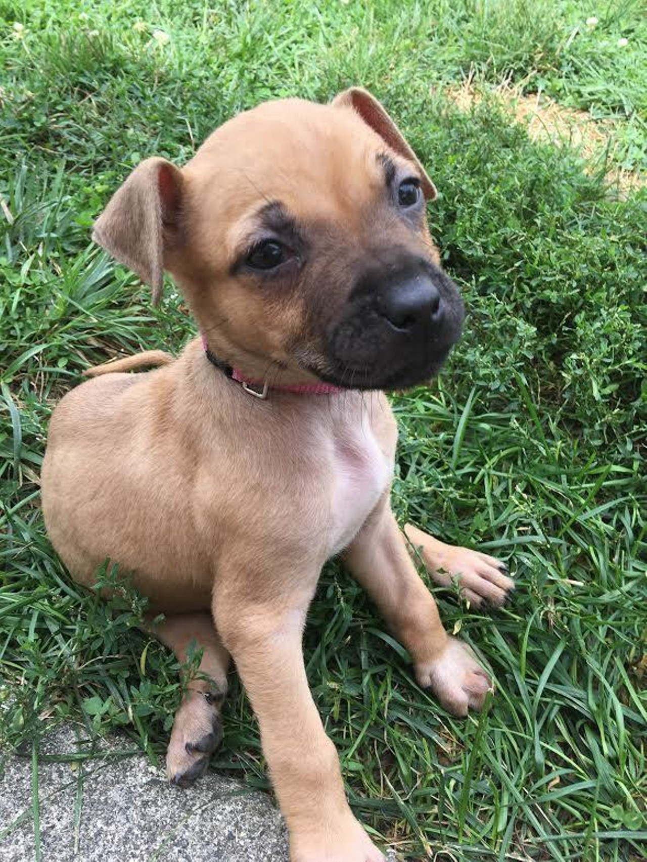  Nutmeg 
Terrier Mix | Female | Puppy 
Such a lil nugget.