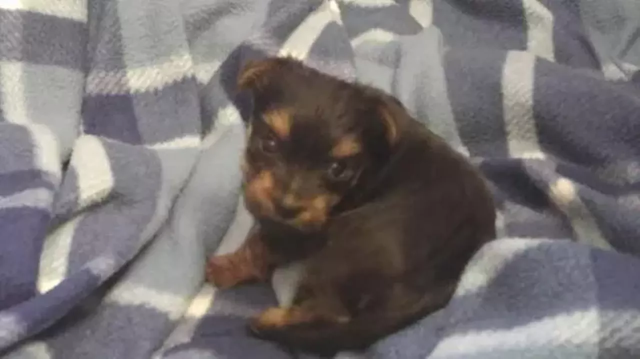  Nutmeg Terrier Mix | Female | Puppy Such a lil nugget.