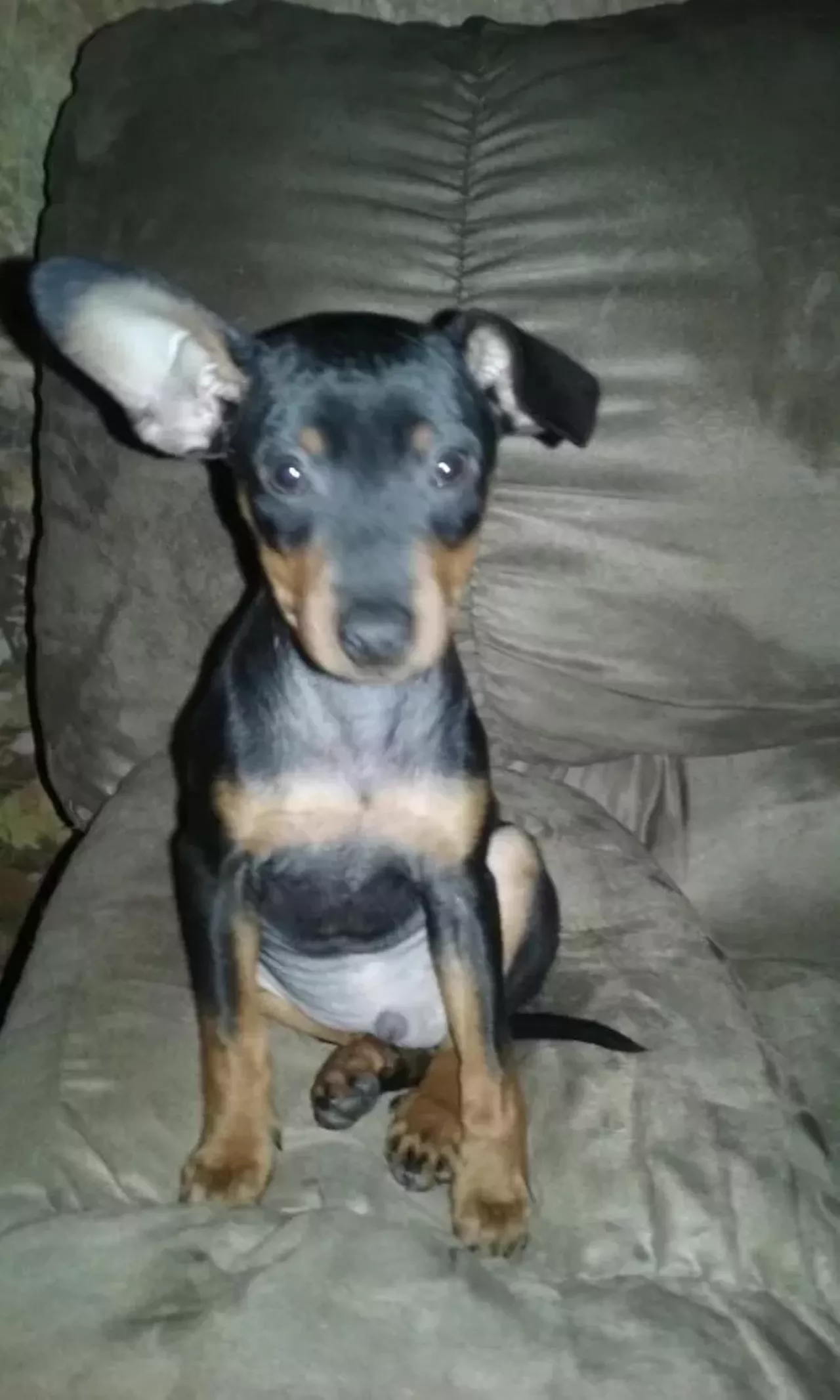  Glenn Miniature Pinscher | Male | Puppy Lol...Glenn.