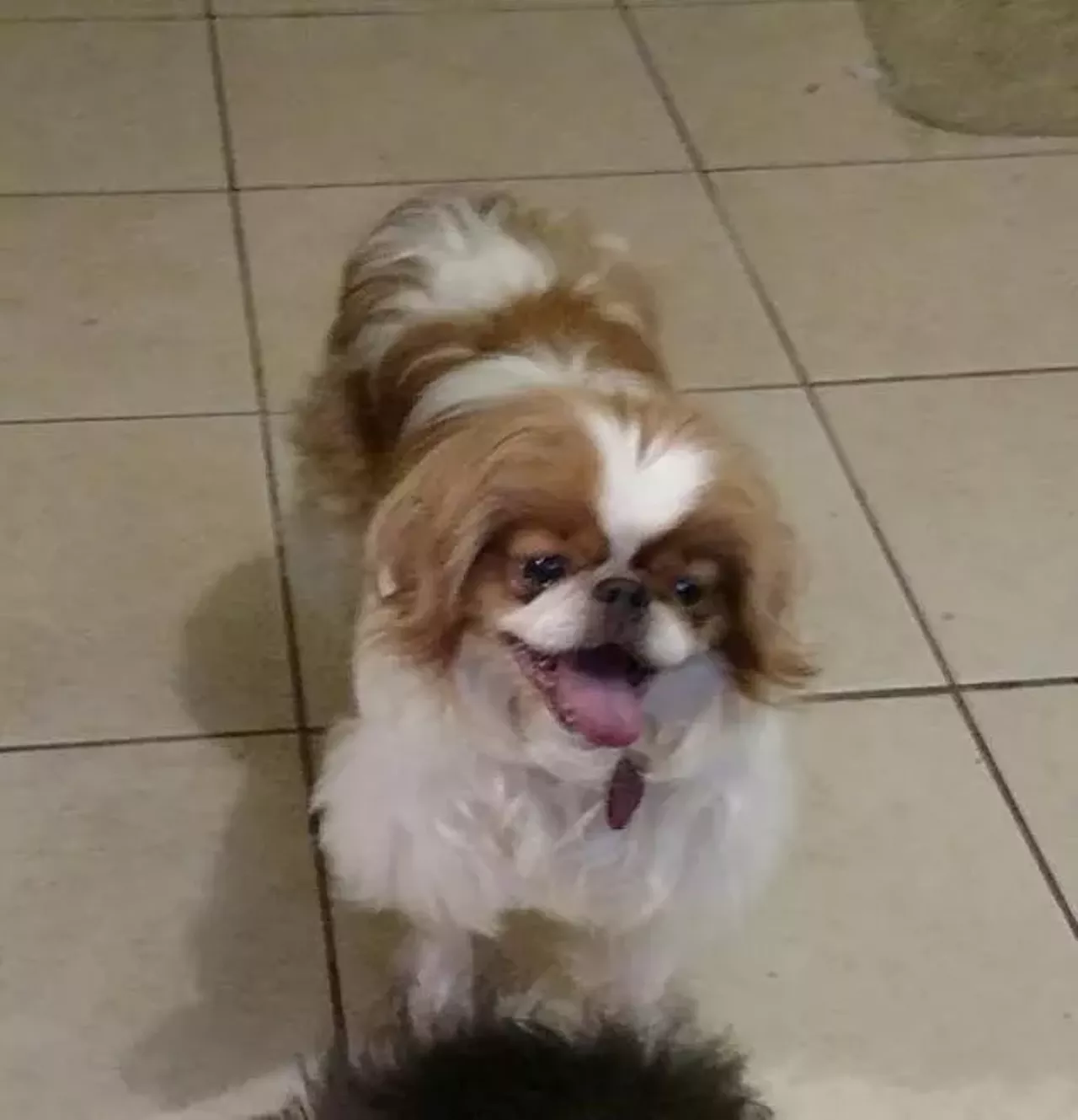  Winston Churchill Japanese Chin | Male NEVER MIND, THIS DOG HAS THE BEST NAME EVER.