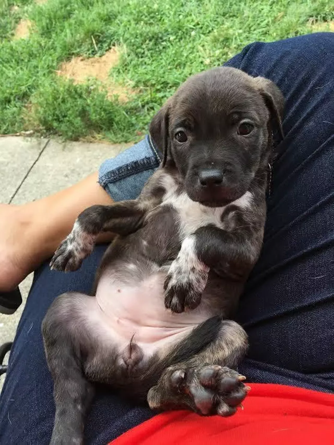 Saffron Terrier Mix | Female | Puppy Saffron wins the award for best name and best belly.