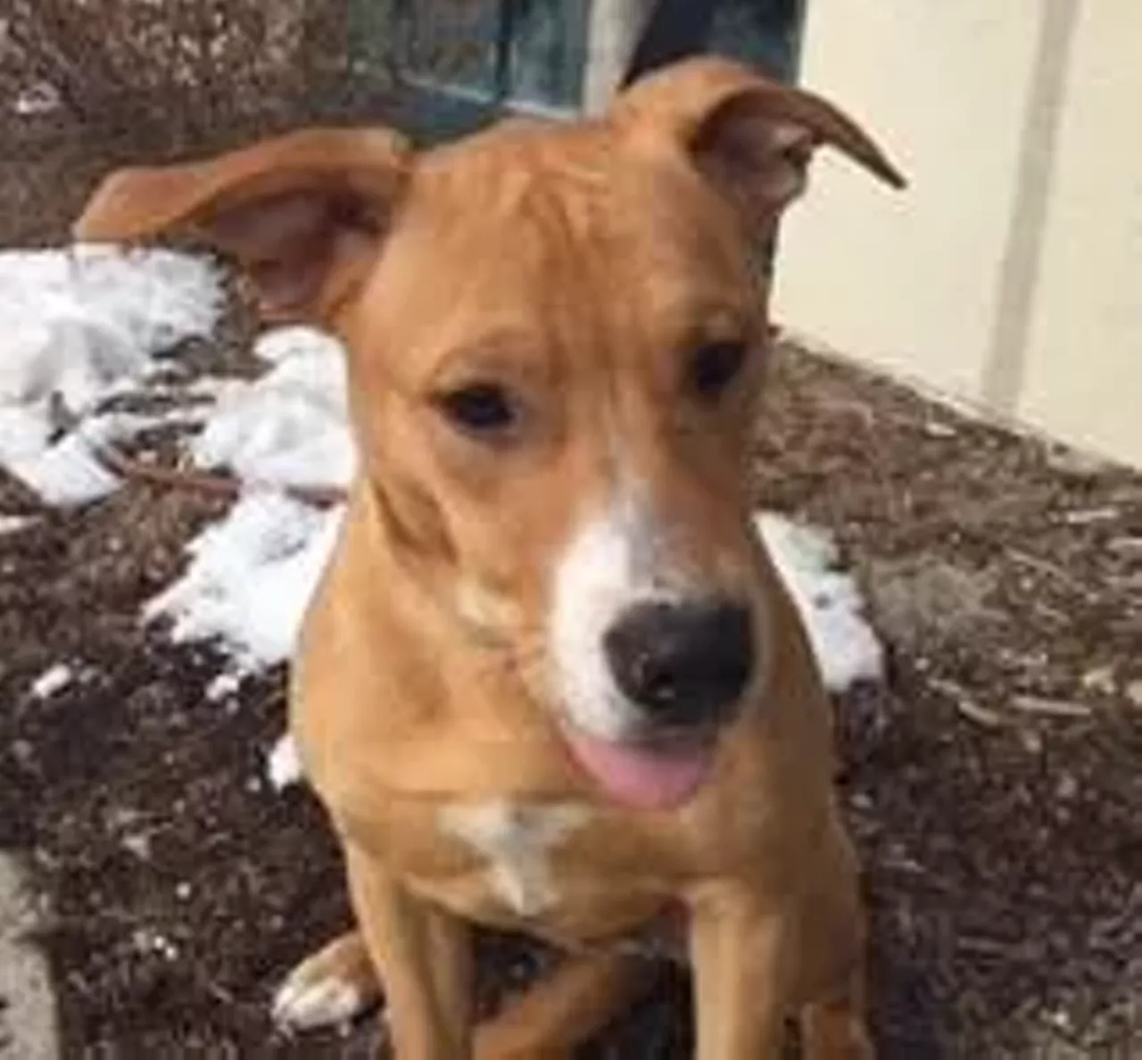 Baxter is coming soon to a home near you.