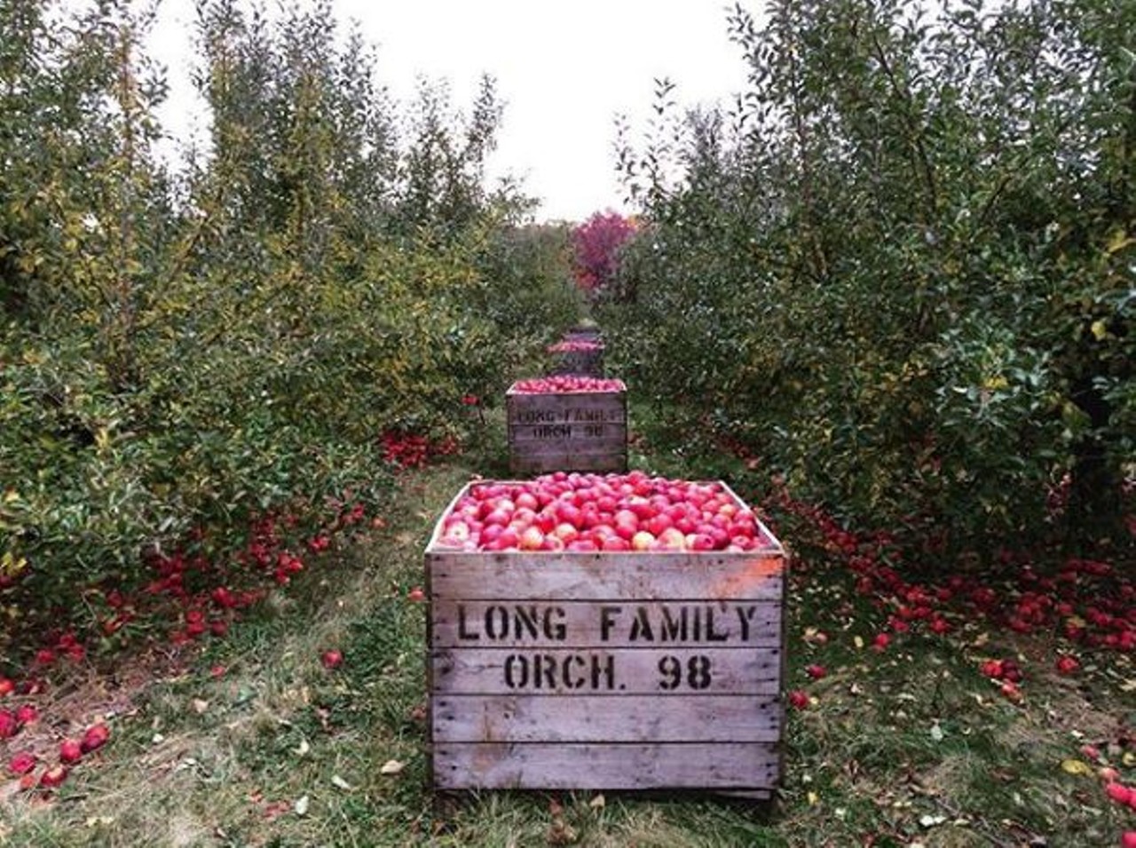 Long Family Orchard & Cider Mill
1540 East Commerce Rd., Commerce, 48382; 248-360-3774; longsorchard.com Besides offering up fresh cider and apples, throughout October Long&#146;s has a 5-acre moonlight corn maze on weekends to explore. Also, just in time for Halloween they offer an enormous pumpkin patch for your picking. Photo via @jenniferbowman. 