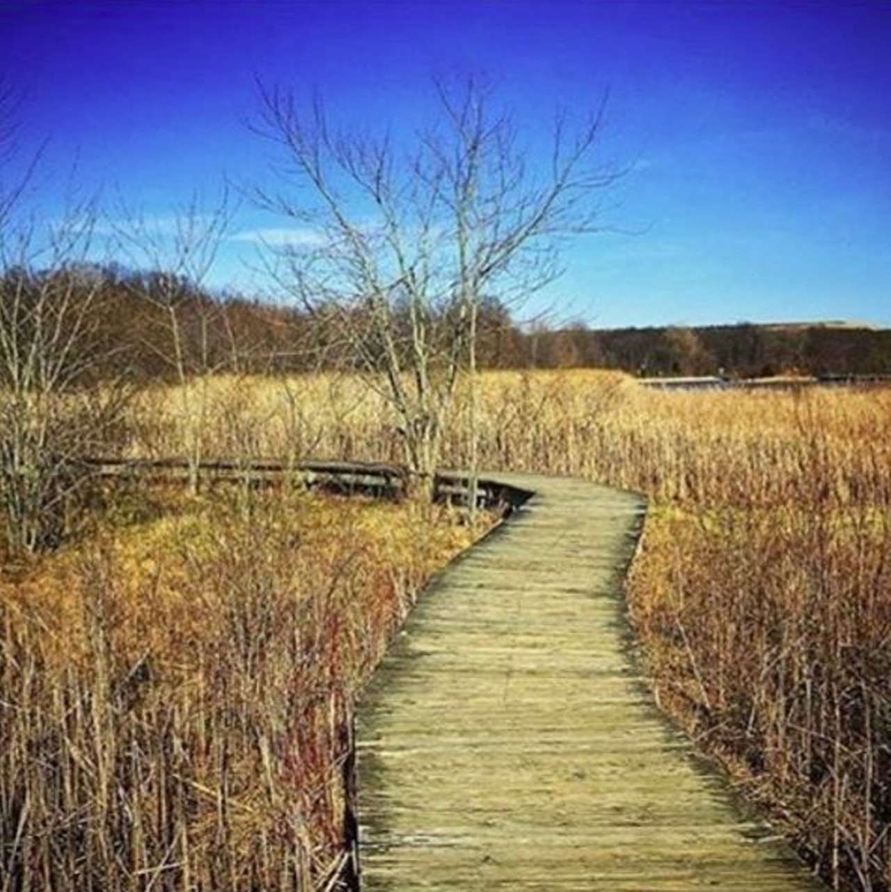 Crosswinds Marsh Park
New Boston
With 8 trails and a boardwalk that goes over a marsh, this park is a beautiful place to spend an afternoon and work off some carbs. 
Photo via Instagram.