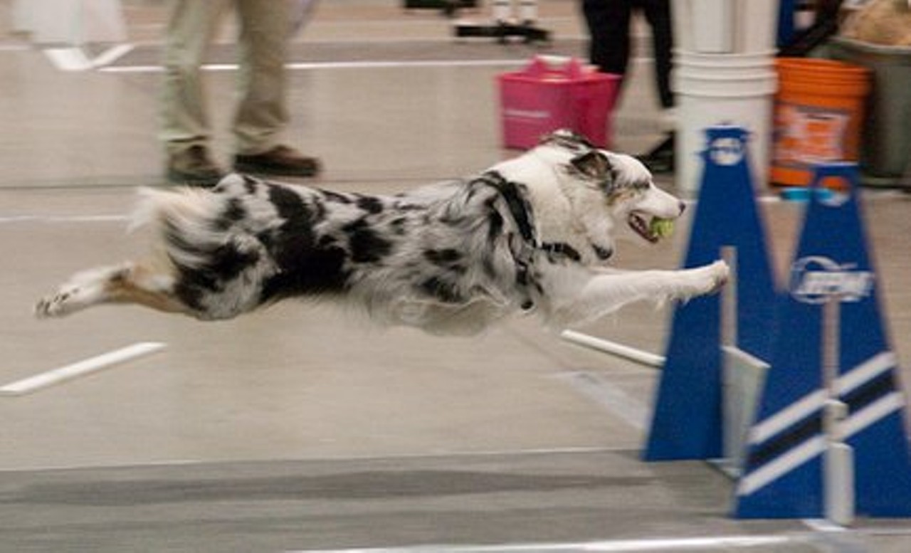 Michigan Winter Dog Classic
Thursday, Jan. 16-19; 7:30 a.m. - 5 p.m.; Prices vary
Suburban Collection Showplace, 46100 Grand River Ave., Novi; 248-348-5600; suburbancollectionshowplace.com
Any dog lover may want to check out the Michigan Winter Dog Classic, Michigan&#146;s largest dog show. At the event, there will be breed seminars, dog agility event training, health clinics, and more.
Photo via The Michigan Winter Dog Classic / Facebook