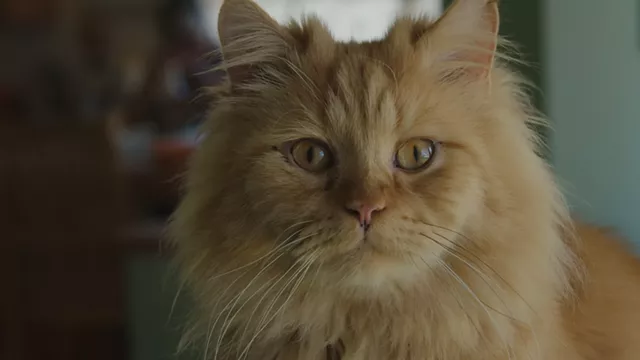 Image: 25 Cats From Qatar