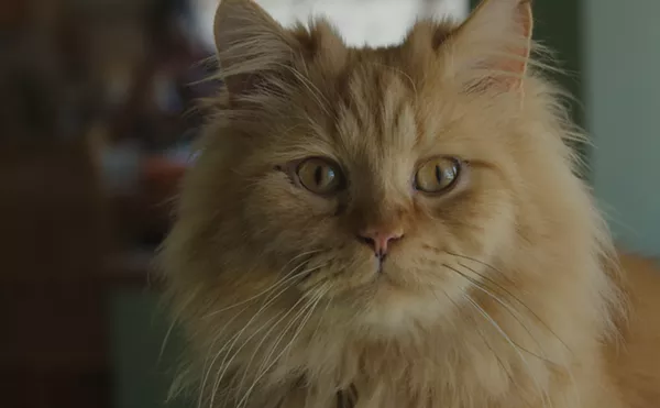 Image: 25 Cats From Qatar