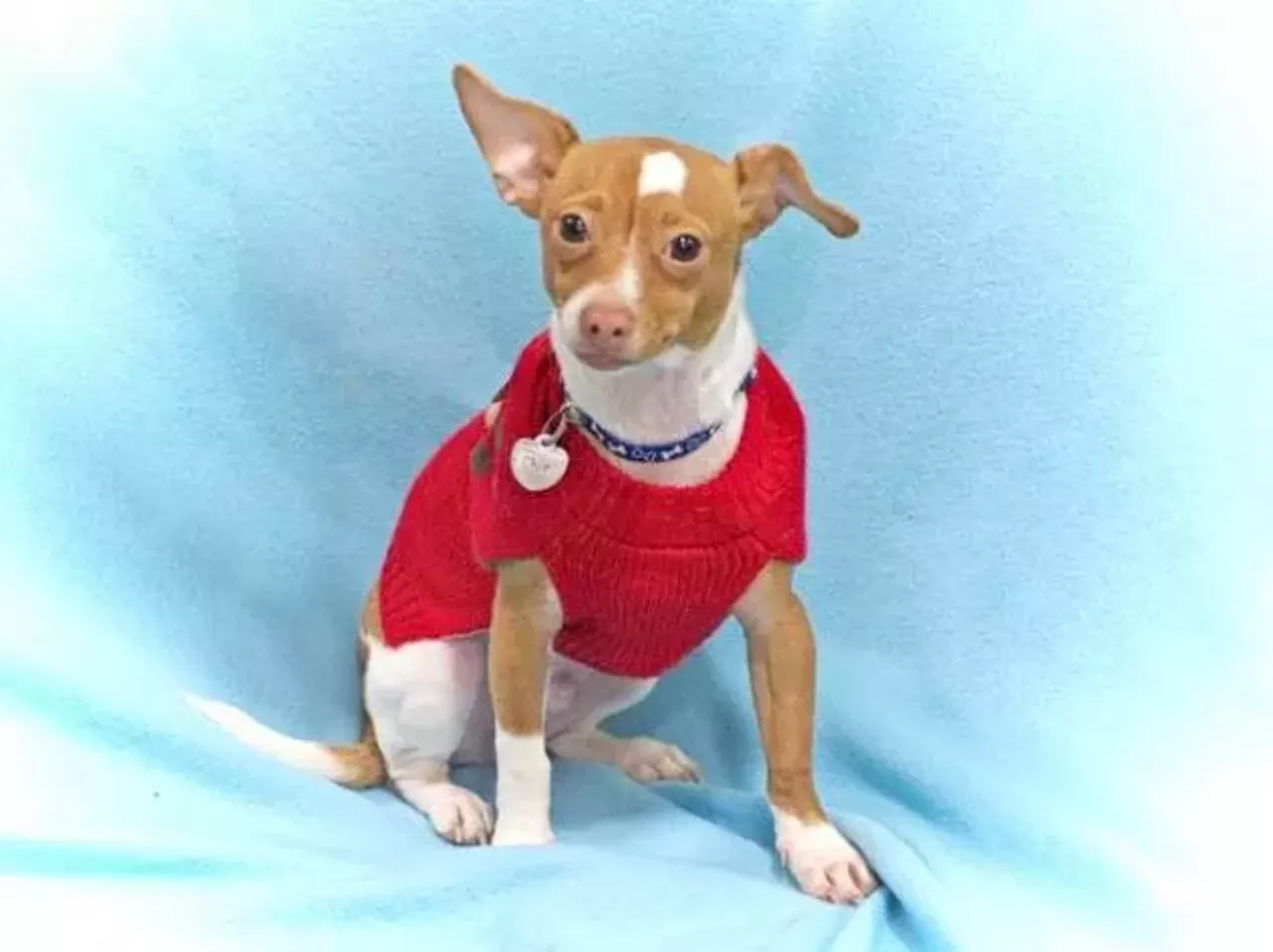 Chip is all dressed up and ready to go