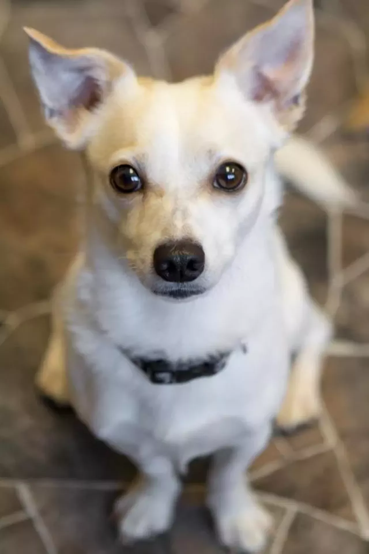 Brutus' eyes will melt your heart