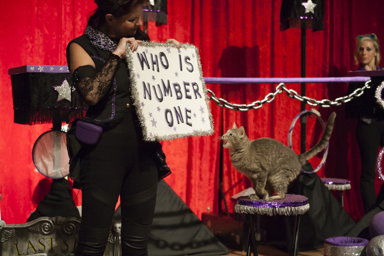 29 purrr-fect photos from the Acro Cats performance at Jam Handy