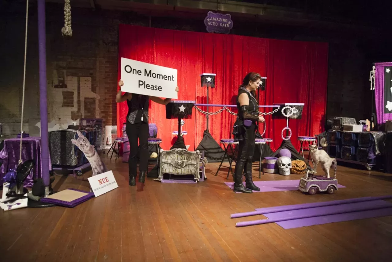 Image: 29 purrr-fect photos from the Acro Cats performance at Jam Handy