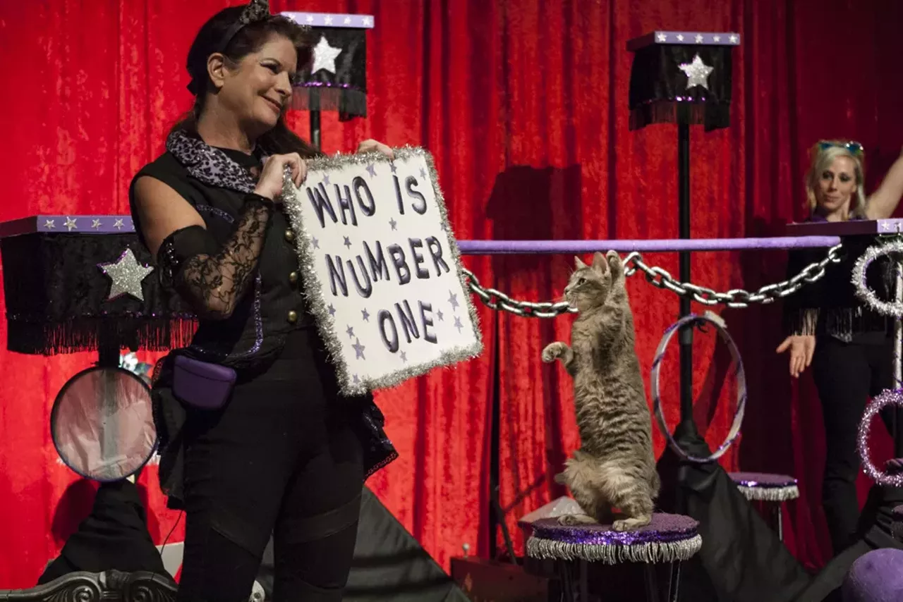 Image: 29 purrr-fect photos from the Acro Cats performance at Jam Handy