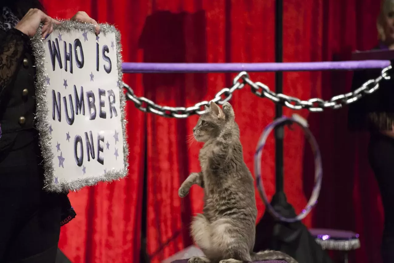 Image: 29 purrr-fect photos from the Acro Cats performance at Jam Handy
