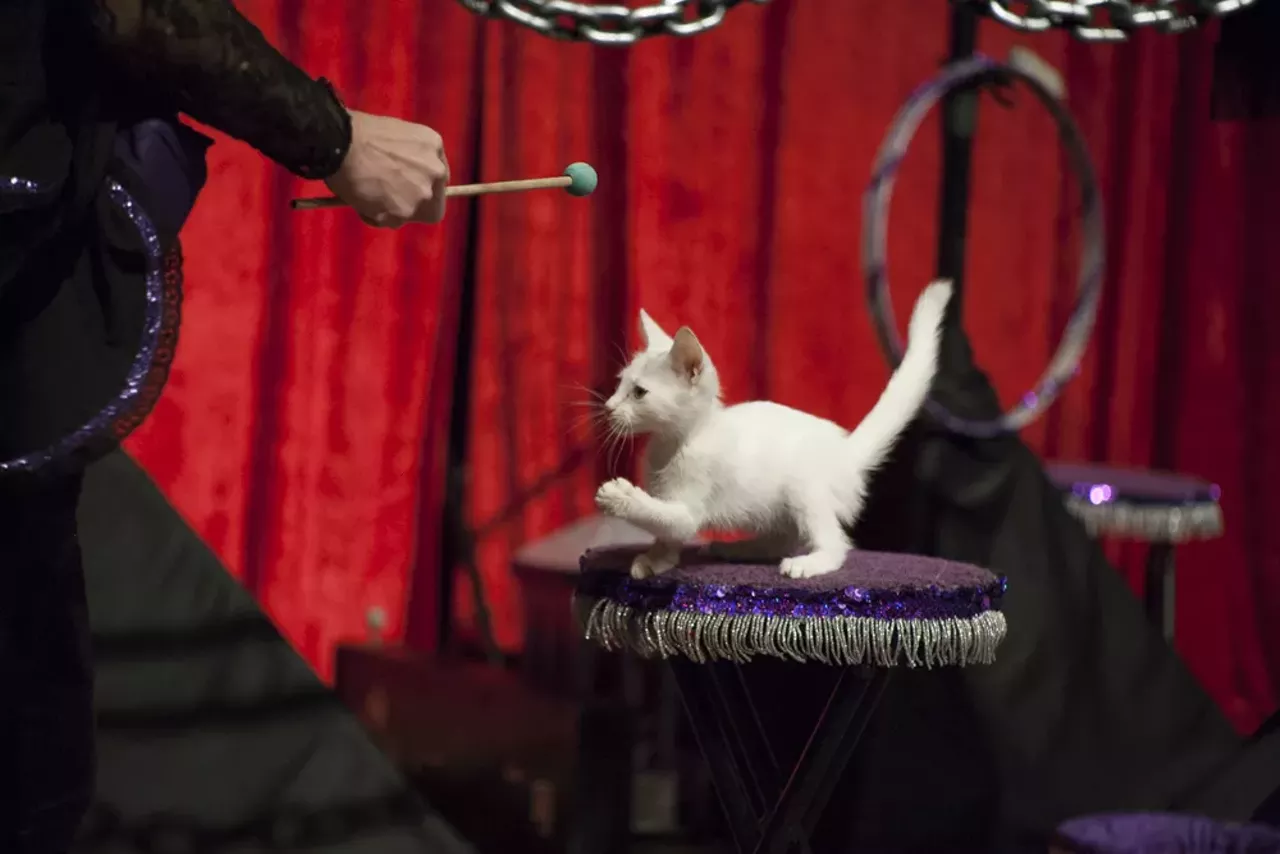 Image: 29 purrr-fect photos from the Acro Cats performance at Jam Handy