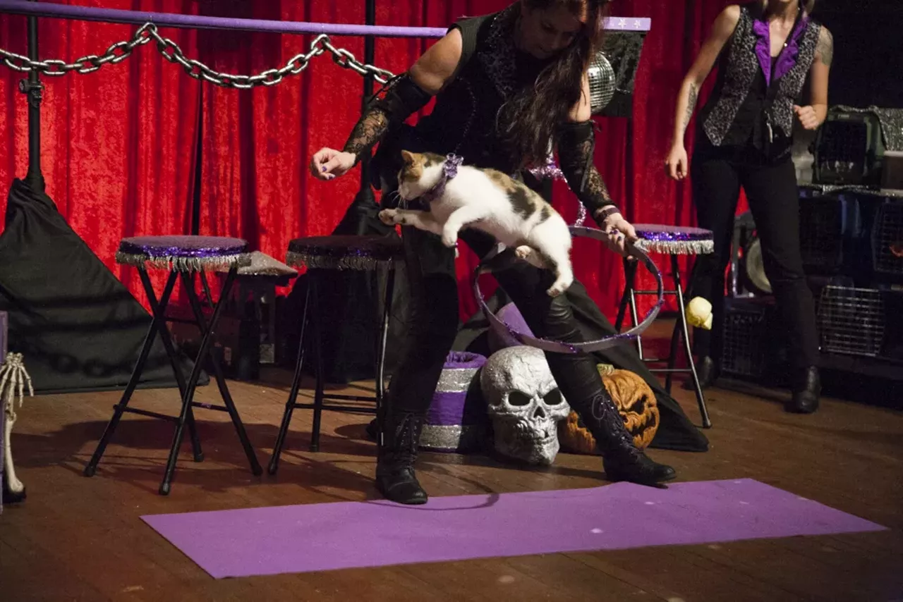 Image: 29 purrr-fect photos from the Acro Cats performance at Jam Handy