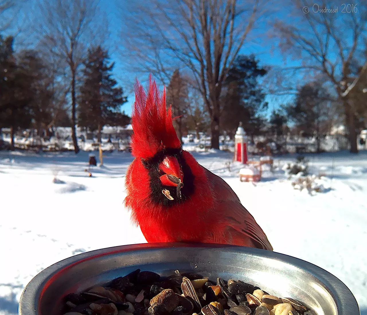 Cardinal