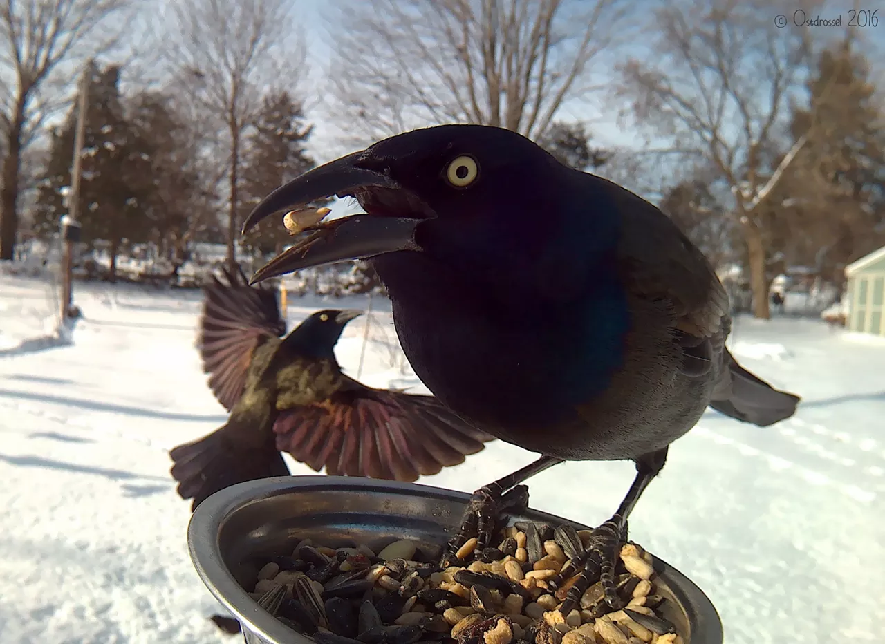 Common Grackle