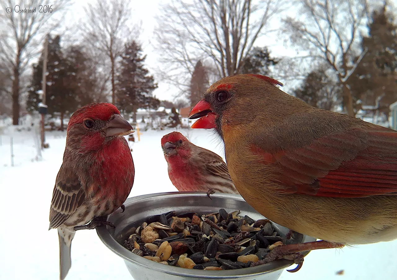 Female Cardinals