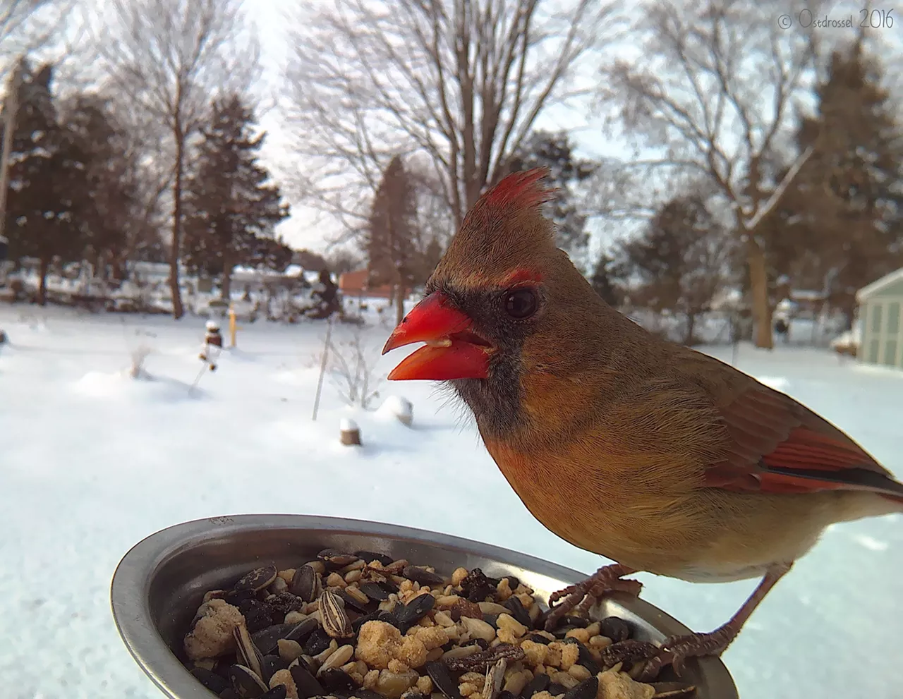Female Cardinal
