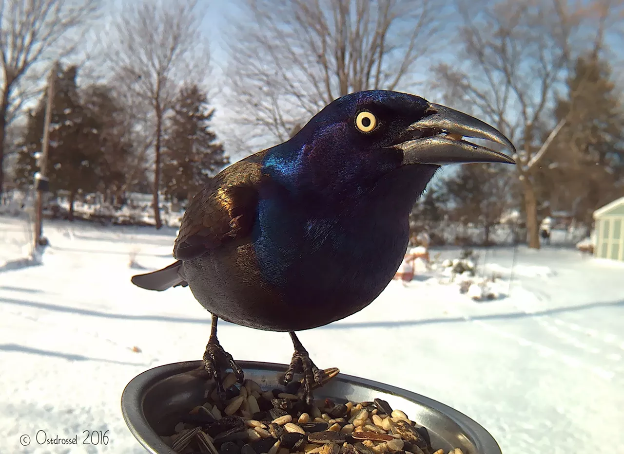 Common Grackle