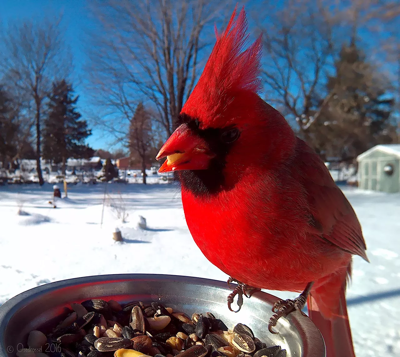 Cardinal