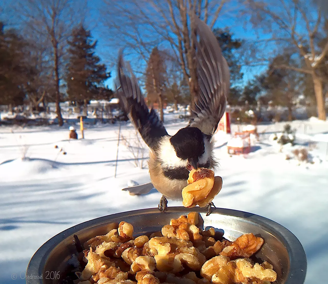Chickadee
