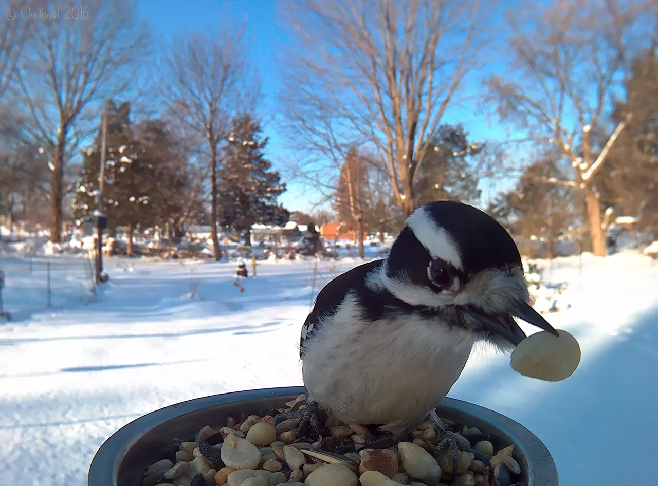 Downy Woodpecker